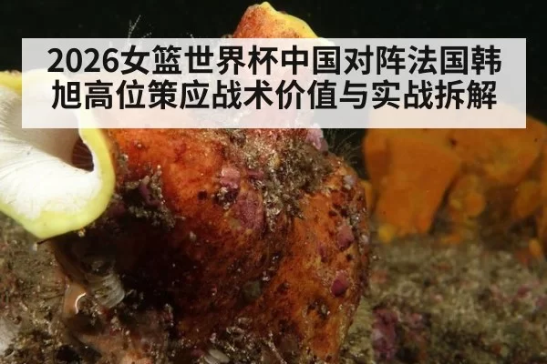 2026女篮世界杯中国对阵法国韩旭高位策应战术价值与实战拆解